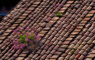 older roof
